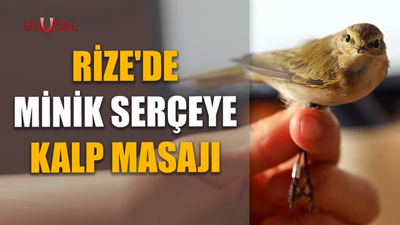 Rize'de minik serçeye kalp masajı